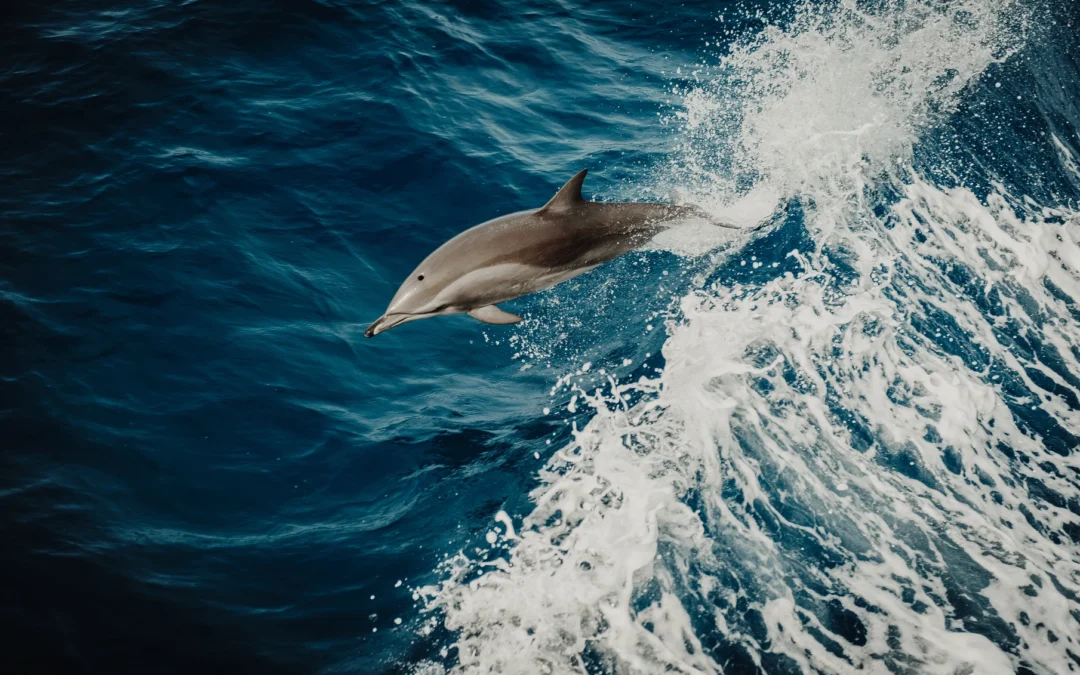La stratégie du dauphin pour une coopération gagnante